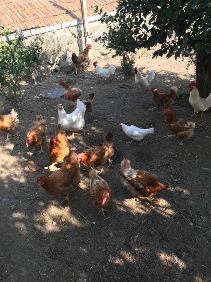 Quinta De Varzielas - Agroturismo Castelo de Paiva Extérieur photo